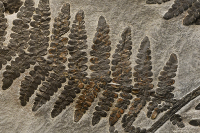 Fronde de fougère fossilisée - détail